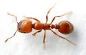 Solenopsis aurea - photo 5