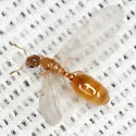 Solenopsis carolinensis