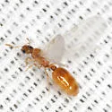 Solenopsis carolinensis - photo 2