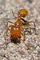 Solenopsis geminata - photo 2