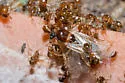 Solenopsis geminata - photo 3