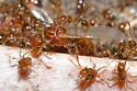 Solenopsis geminata - photo 4