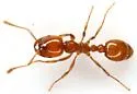 Solenopsis geminata - photo 5