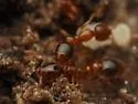 Solenopsis globularia