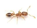 Solenopsis globularia - photo 2