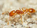 Solenopsis globularia - photo 3