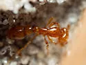 Solenopsis globularia - photo 4