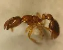 Solenopsis globularia - photo 5