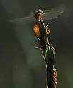 Thief Ant