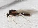 Thief Ant - photo 2