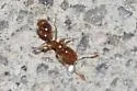 Thief Ant - photo 3