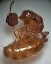 Thief Ant - photo 4