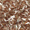 Thief Ant - photo 5