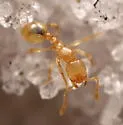 Solenopsis pergandei