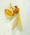 Solenopsis pergandei - photo 3