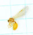 Solenopsis pergandei - photo 4