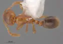 Solenopsis picta