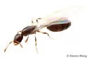 Solenopsis picta - photo 3
