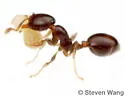 Solenopsis picta - photo 4