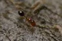 Solenopsis picta - photo 5