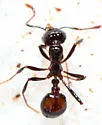 Black Imported Fire Ant