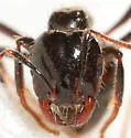 Black Imported Fire Ant - photo 2