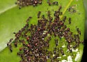 Black Imported Fire Ant - photo 3