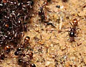 Black Imported Fire Ant - photo 4