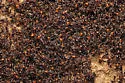 Black Imported Fire Ant - photo 5