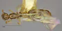Solenopsis tennesseensis