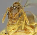 Solenopsis tennesseensis - photo 2