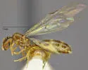 Solenopsis tennesseensis - photo 3