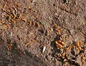 Thief ant (but one of several)
