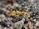 Thief ant (but one of several) - photo 4