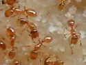 Thief ant (but one of several) - photo 5