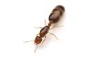 Solenopsis tonsa - photo 2