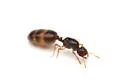 Solenopsis tonsa - photo 3