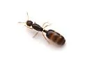 Solenopsis tonsa - photo 4