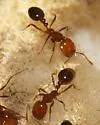 Southern Fire Ant