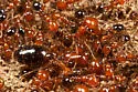 Southern Fire Ant - photo 2