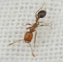 Southern Fire Ant - photo 3