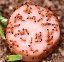 Southern Fire Ant - photo 4