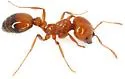 Southern Fire Ant - photo 5