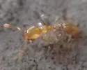 Solenopsis zeteki