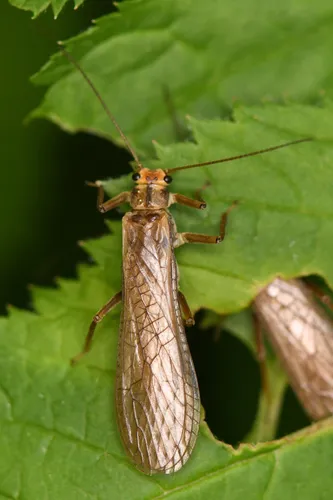 Soliperla quadrispinula - Soliperla quadrispinula