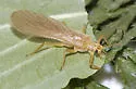 Soliperla sierra