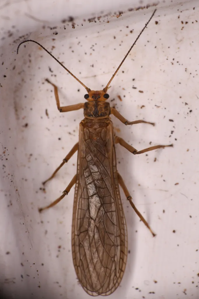 Soliperla thyra - photo 2