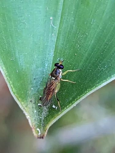 Solva laeta