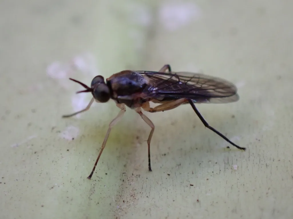 Solva nigritibialis - photo 2