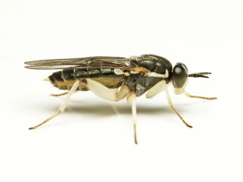 Solva pallipes - photo 2